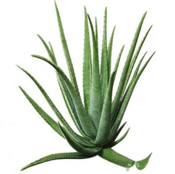 Aloe Vera für Koi, Koifutterzusatz, Aloevera Premium Direktsaft, gut für Immunsystem, Stoffwechsel, Verdauung, bessere Futterverwertung, geringere Wasserbelastung, Wachstum und Vitalität der Koi, 1L - 2
