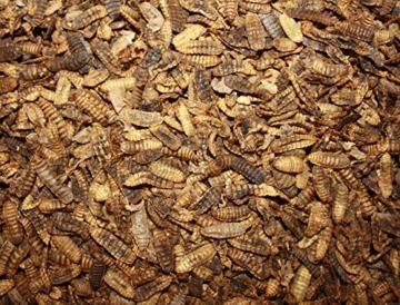 Tomodachi Koifutter, Black Soldier Fly Larven getrocknet, Hermetia Illucens, Soldatenfliegenlarven, Koilsnack, reich an Calzium und natürlicher Laurinsäure, ideal als Sommerfutter für Koi 1L Beutel - 3