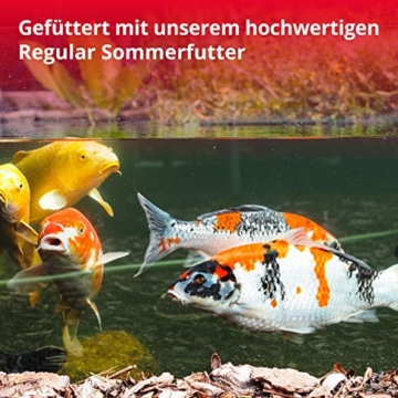 KOIPON Koi-Futter Regular für Frühling Sommer Spätsommer, 3mm, 1,75 kg - Hochwertiges Schwimmfutter für Starkes Wachstum, Farbverstärkung & gesunde Fische - auch für Goldfische - 6